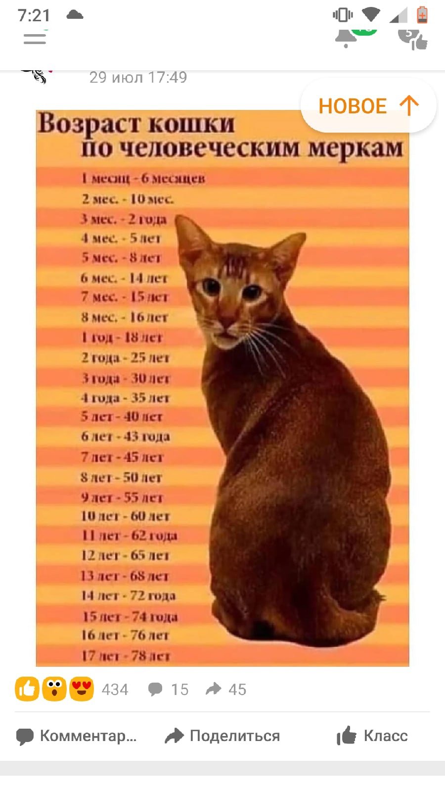 как определить пол у котенка 1 день