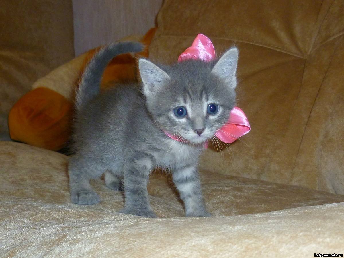 Много милых котят