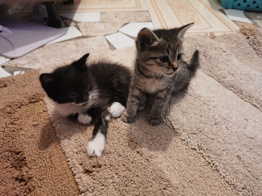 Взъерошенный котенок