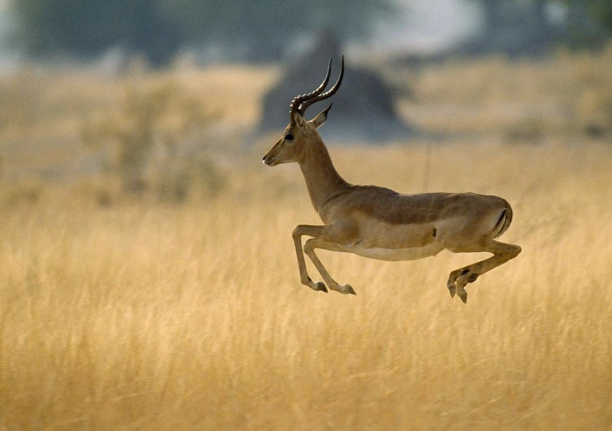 Антилопа бежит