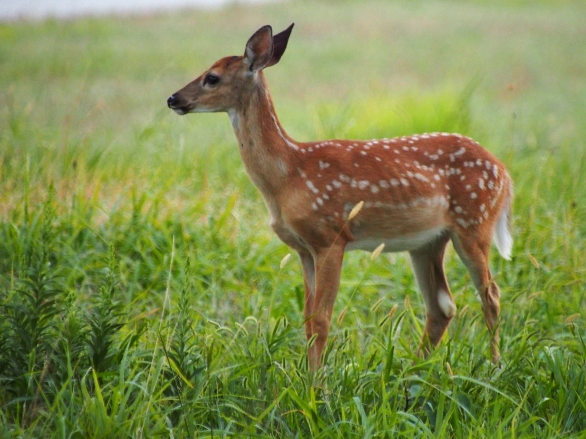 Европейская Лань косуля
