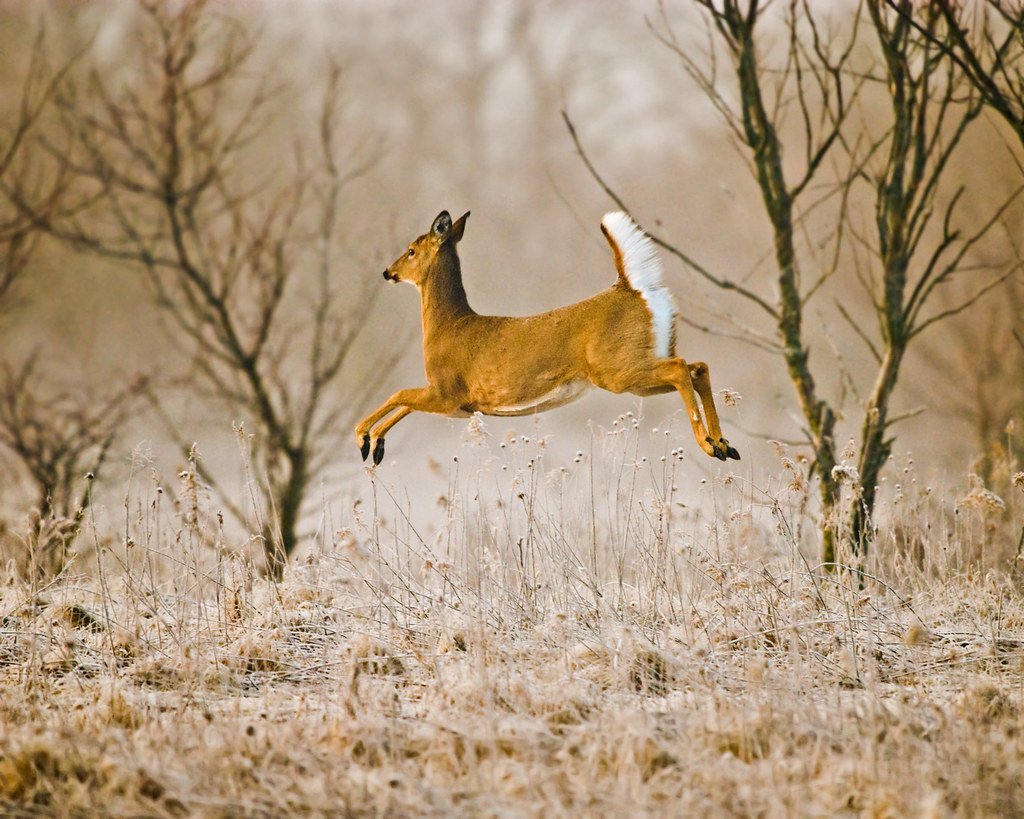 Пятнистый Олененок