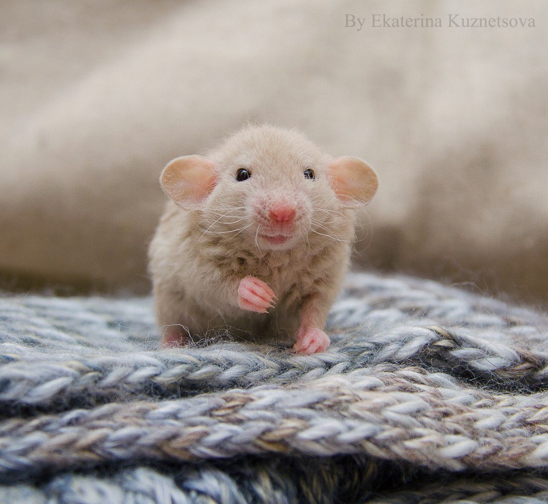 Красивые крысы