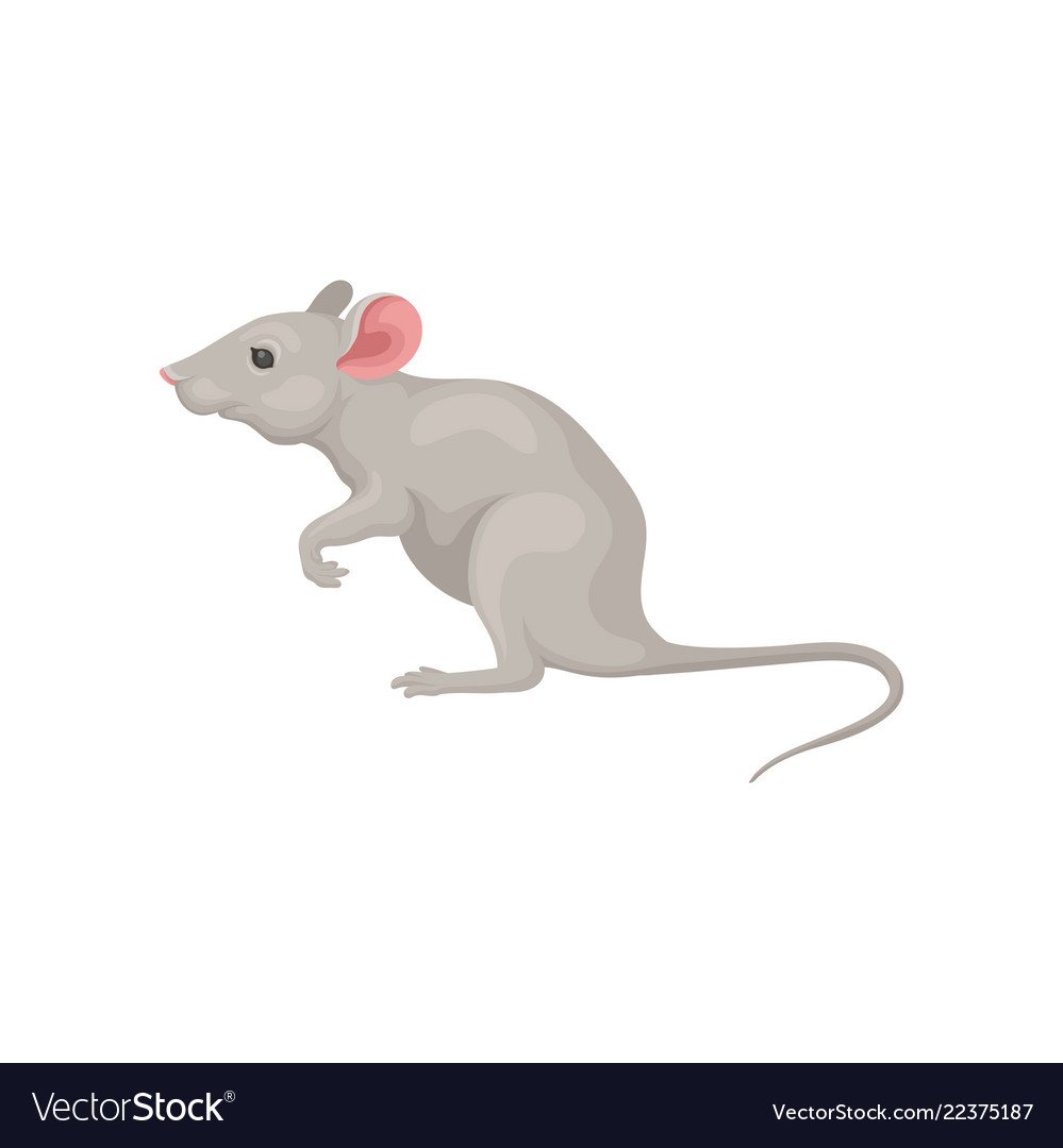 Коричневая крыса домашняя