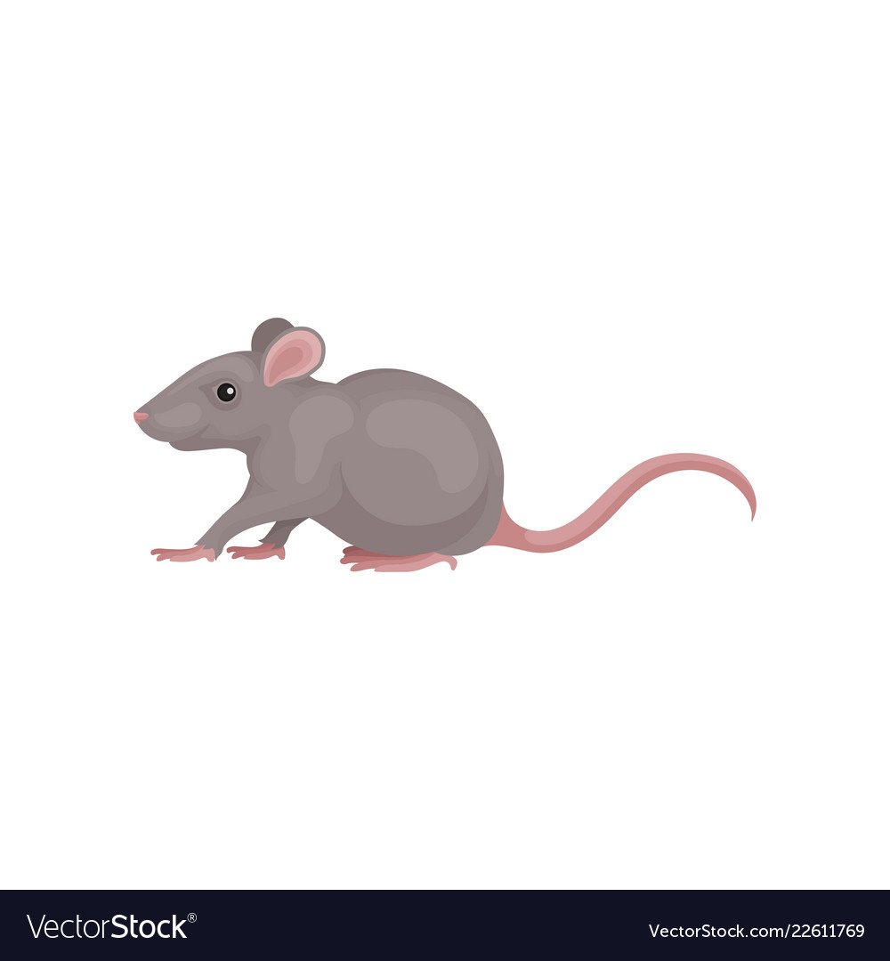 Крыса Дамбо белая