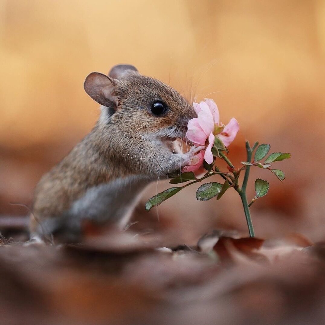 Валяные мышки