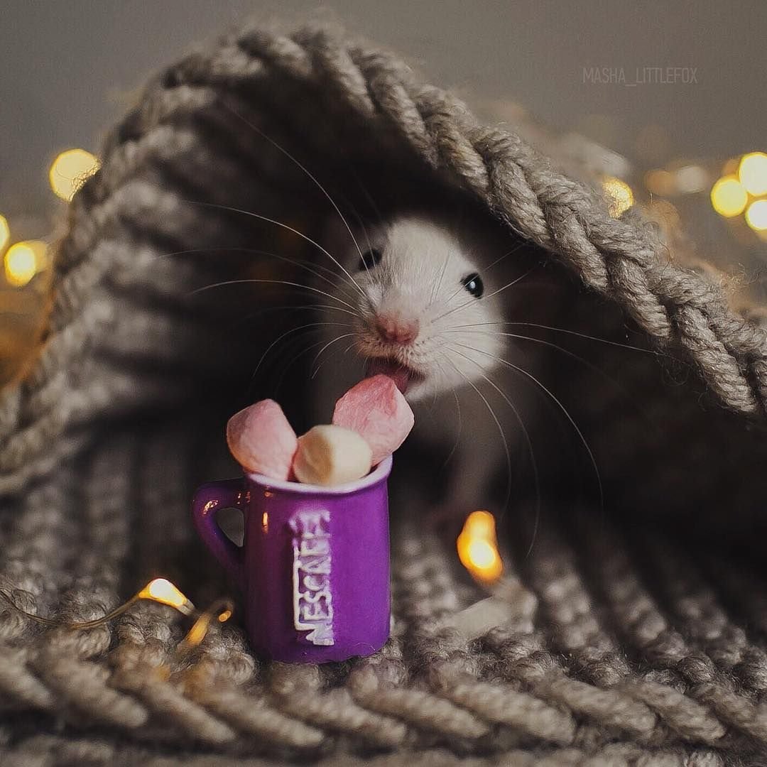 Серый крысенок Дамбо