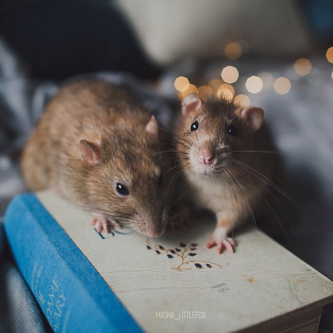 Мышь в розетке