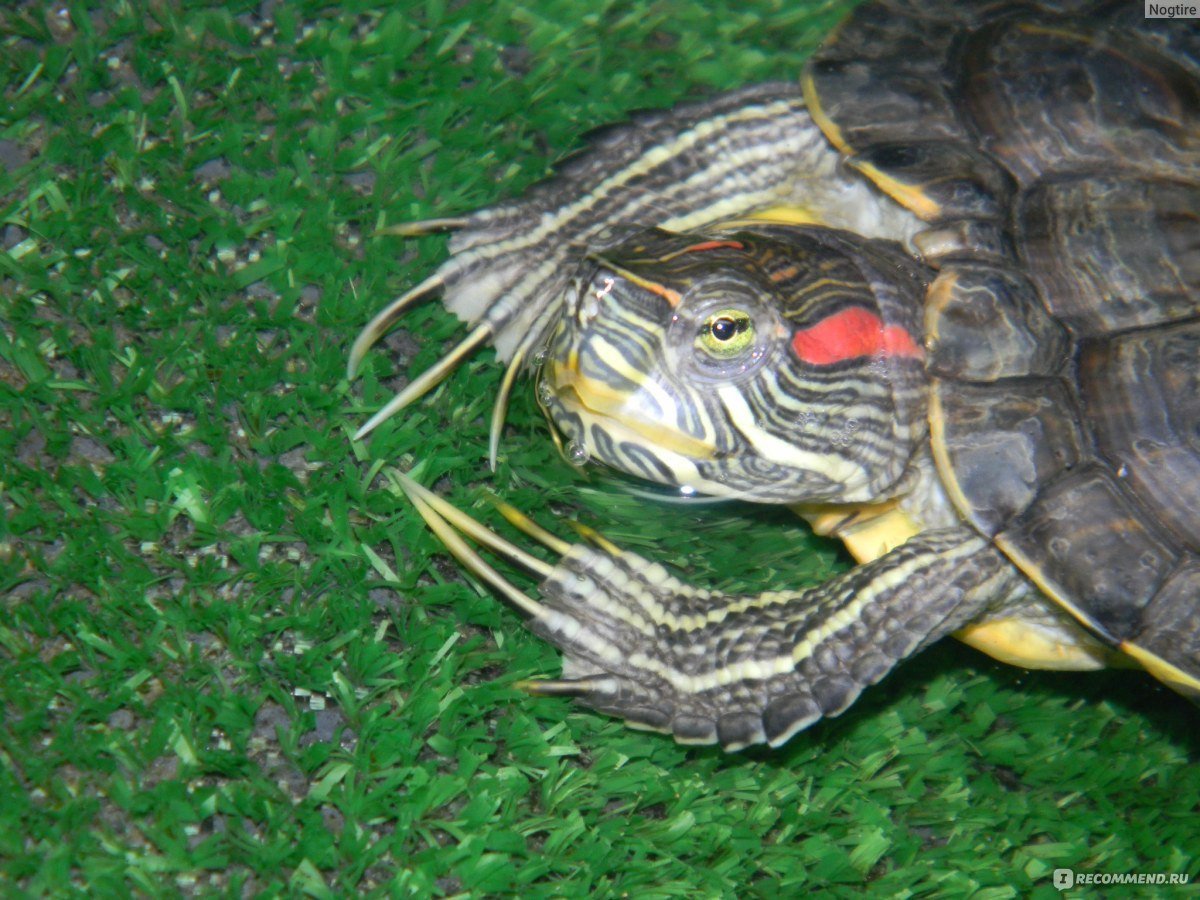 Красноухая черепаха каких размеров