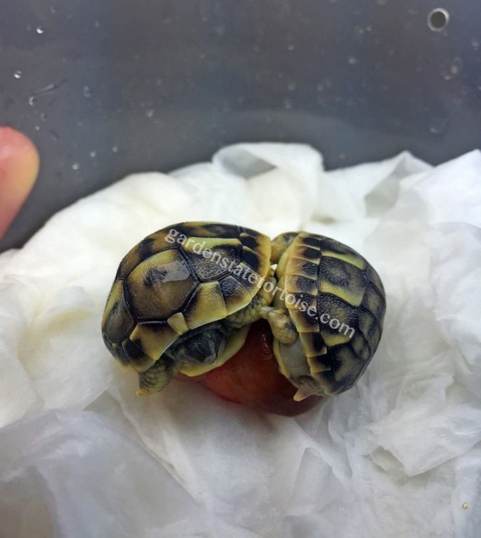 Красноухая черепаха откладывает яйца. Черепашка красноухая маленькая. Красноухая черепаха сухопутная. Новорождённые Черепашки красноухие. Новорождённые Черепашата красноухой черепахи.