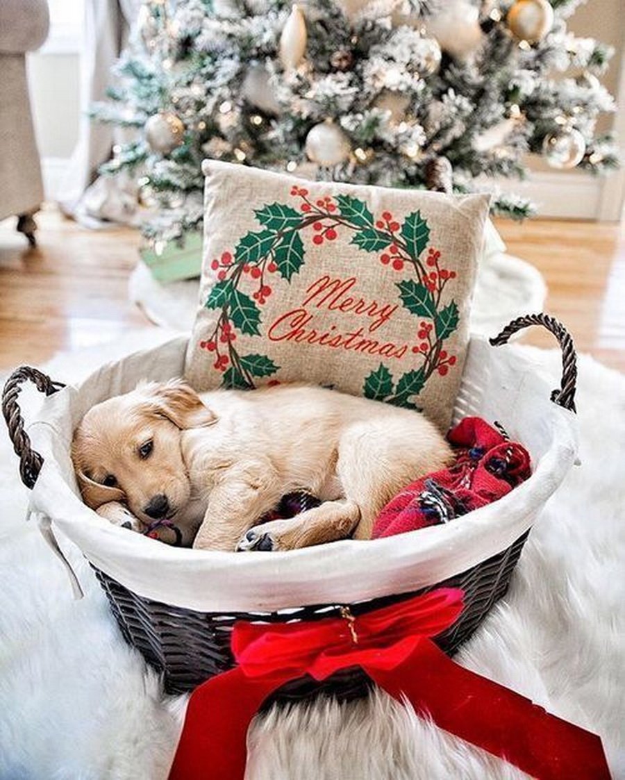 Щенок под новогодней елкой