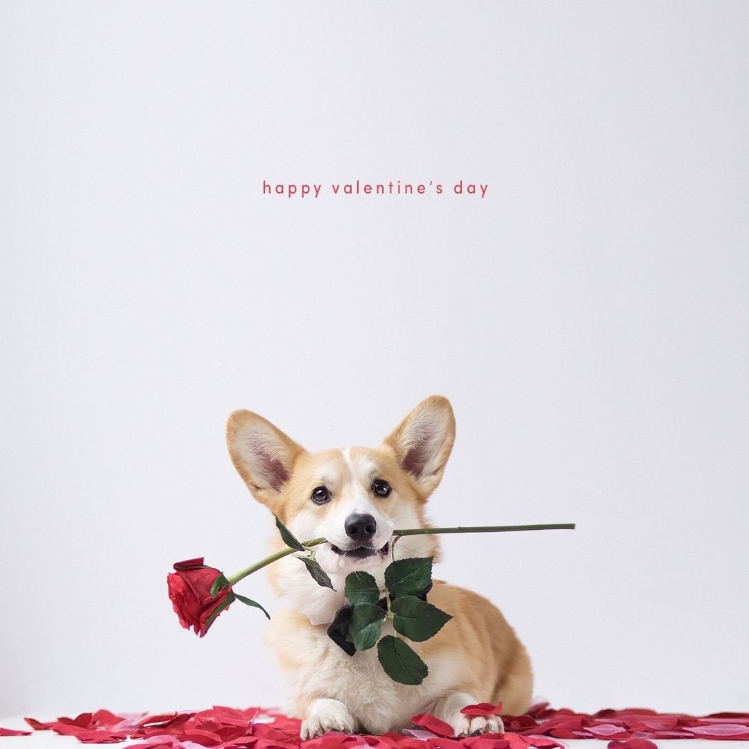 Животные и сладости