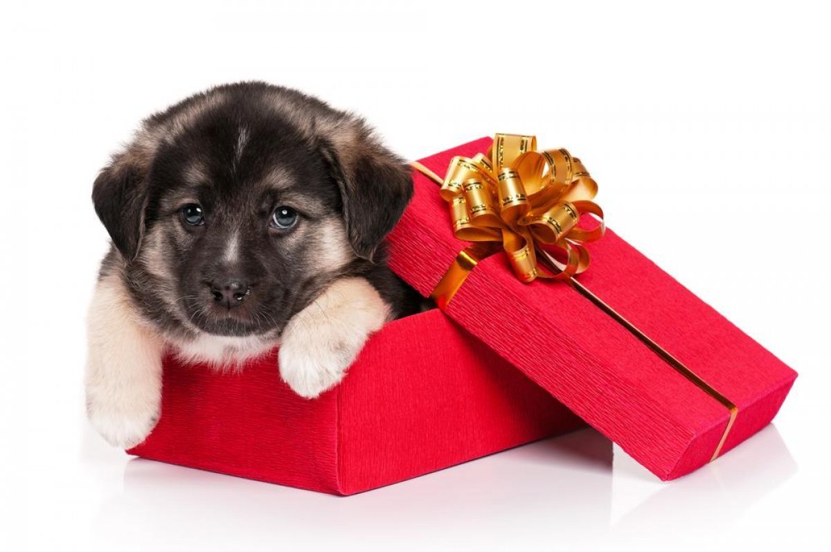 Щенок в подарок