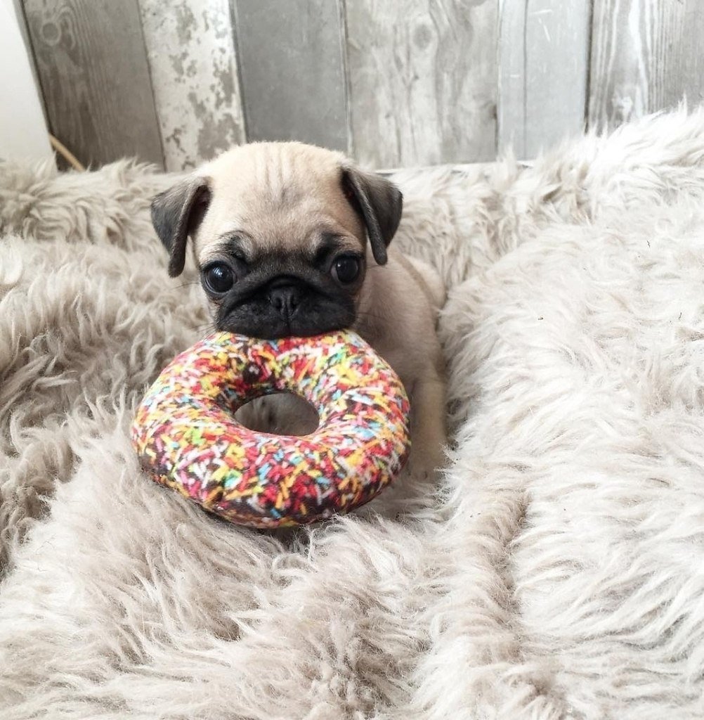 Мопс с сердечком