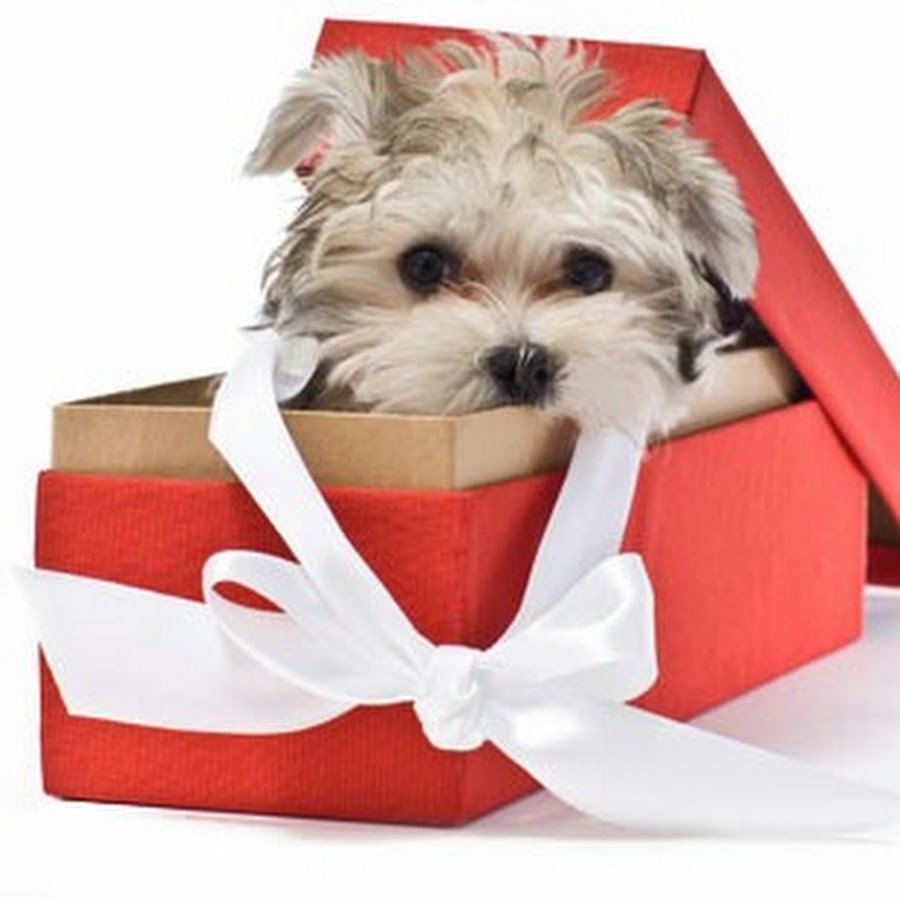 Щенок в подарок