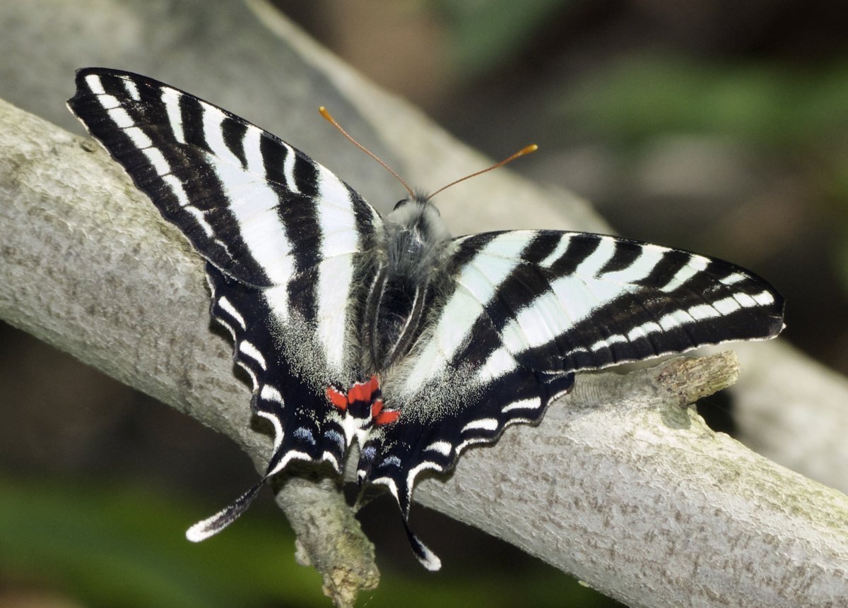 Парусник Марцелл бабочка