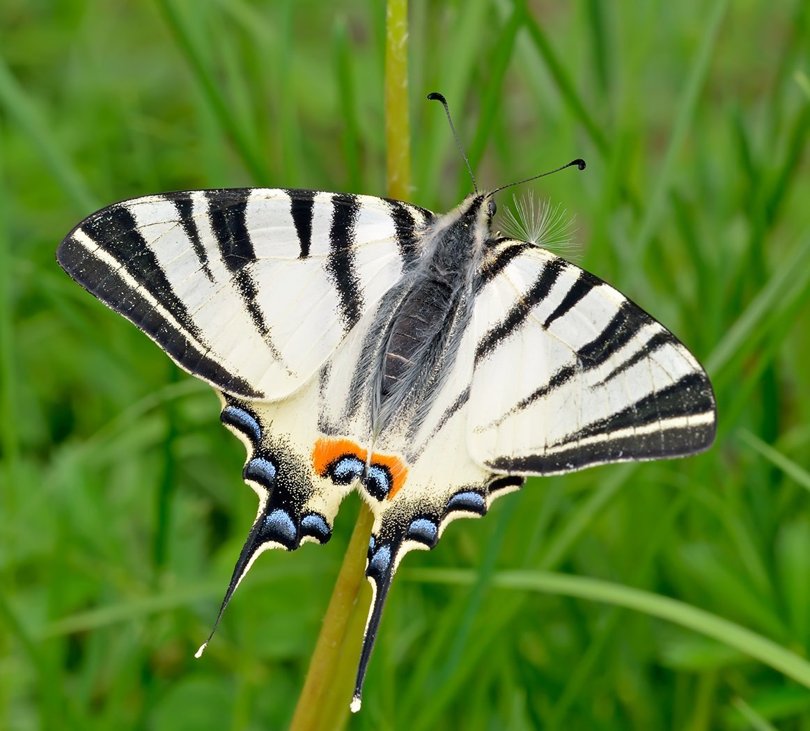 Махаон и Подалирий