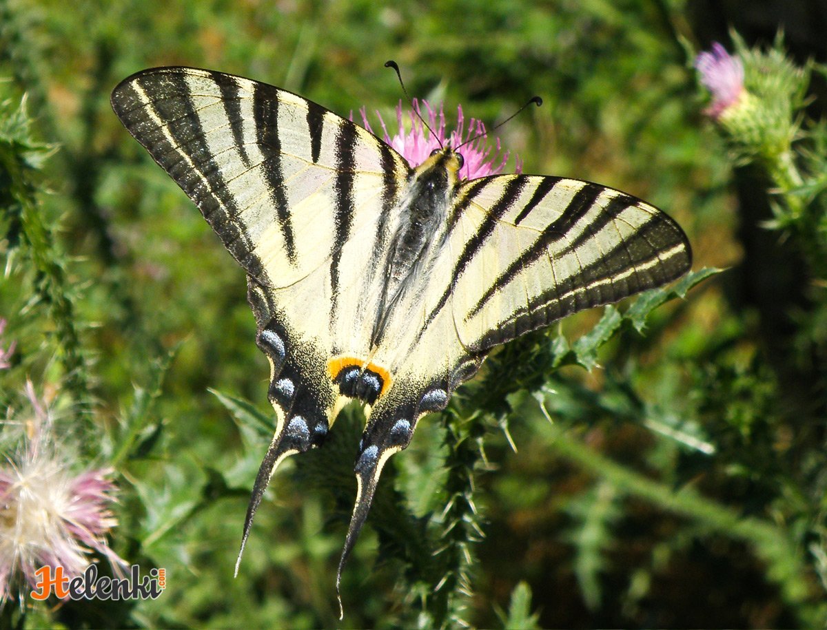 Зебровая бабочка-парусник