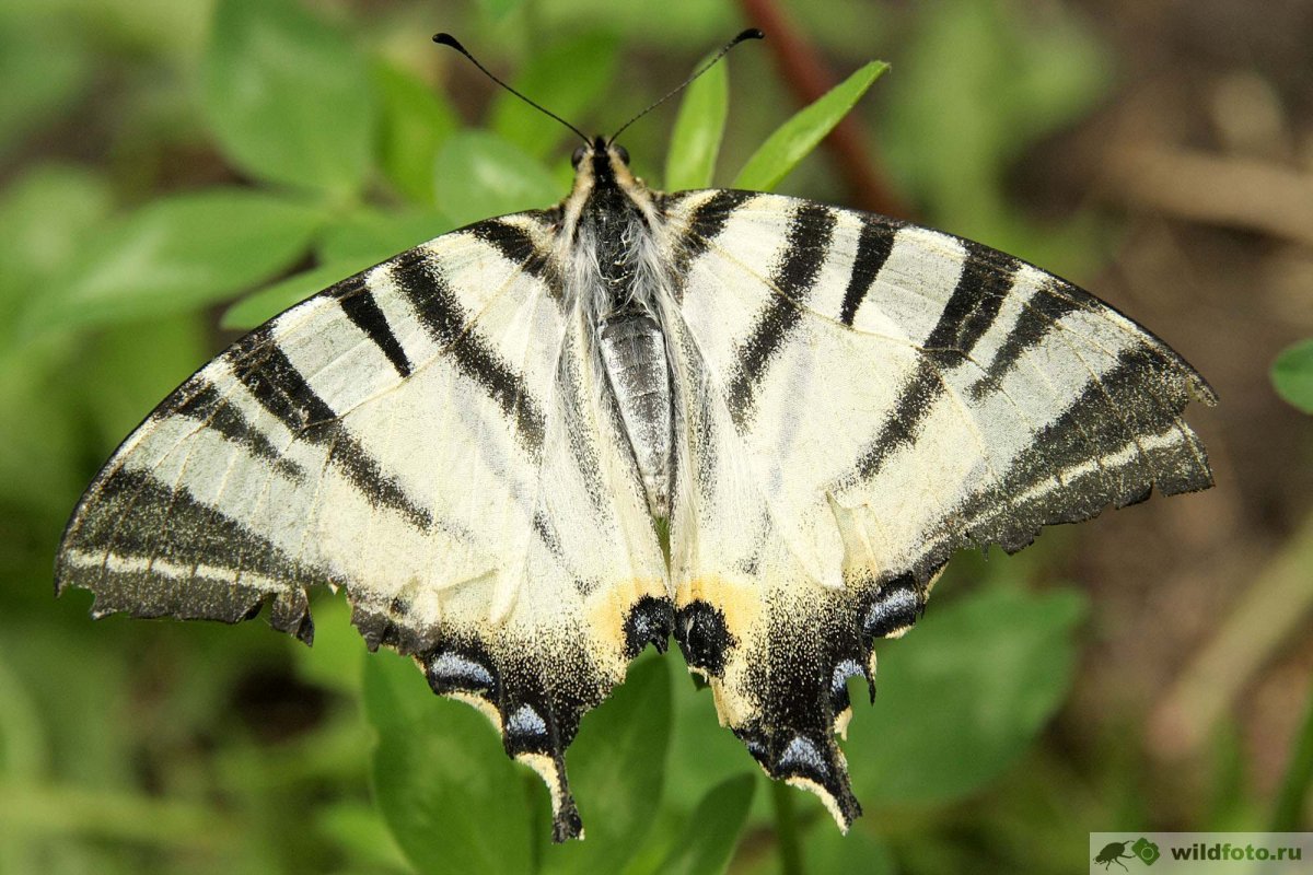 Бабочки фотопечать черно белые