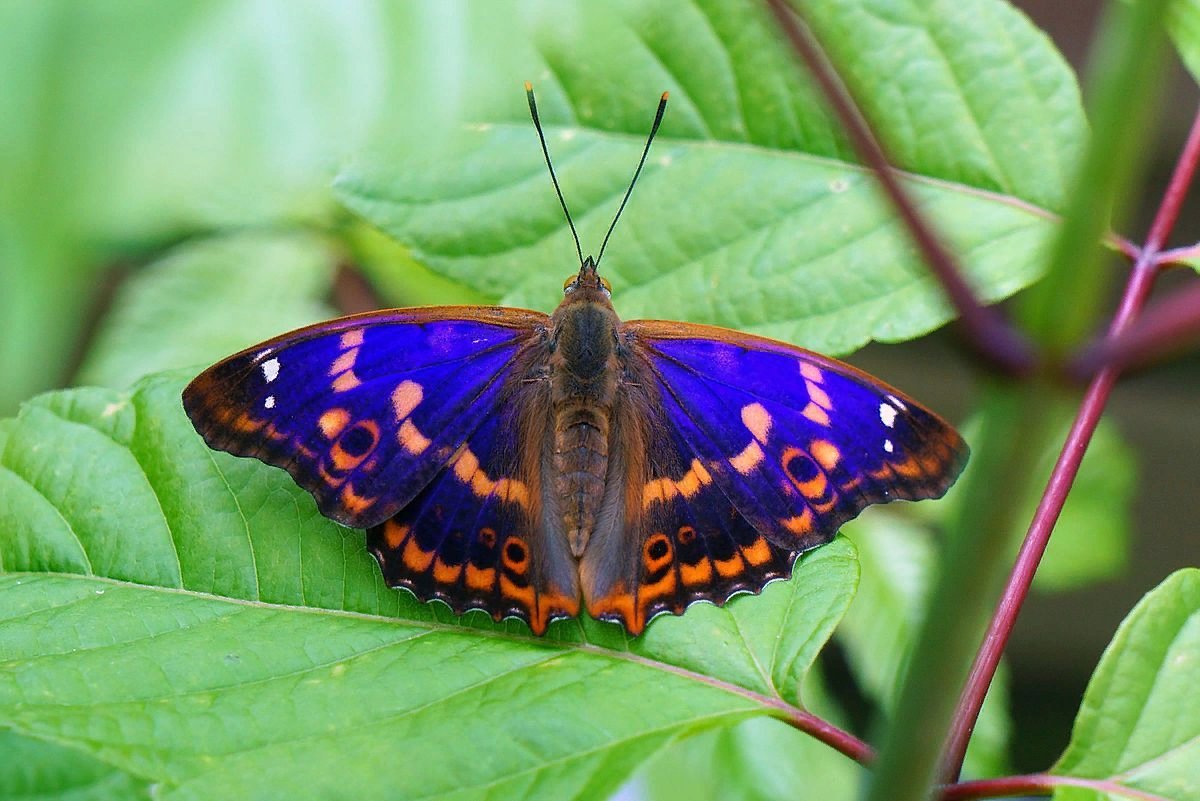 Бабочка языкан обыкновенный