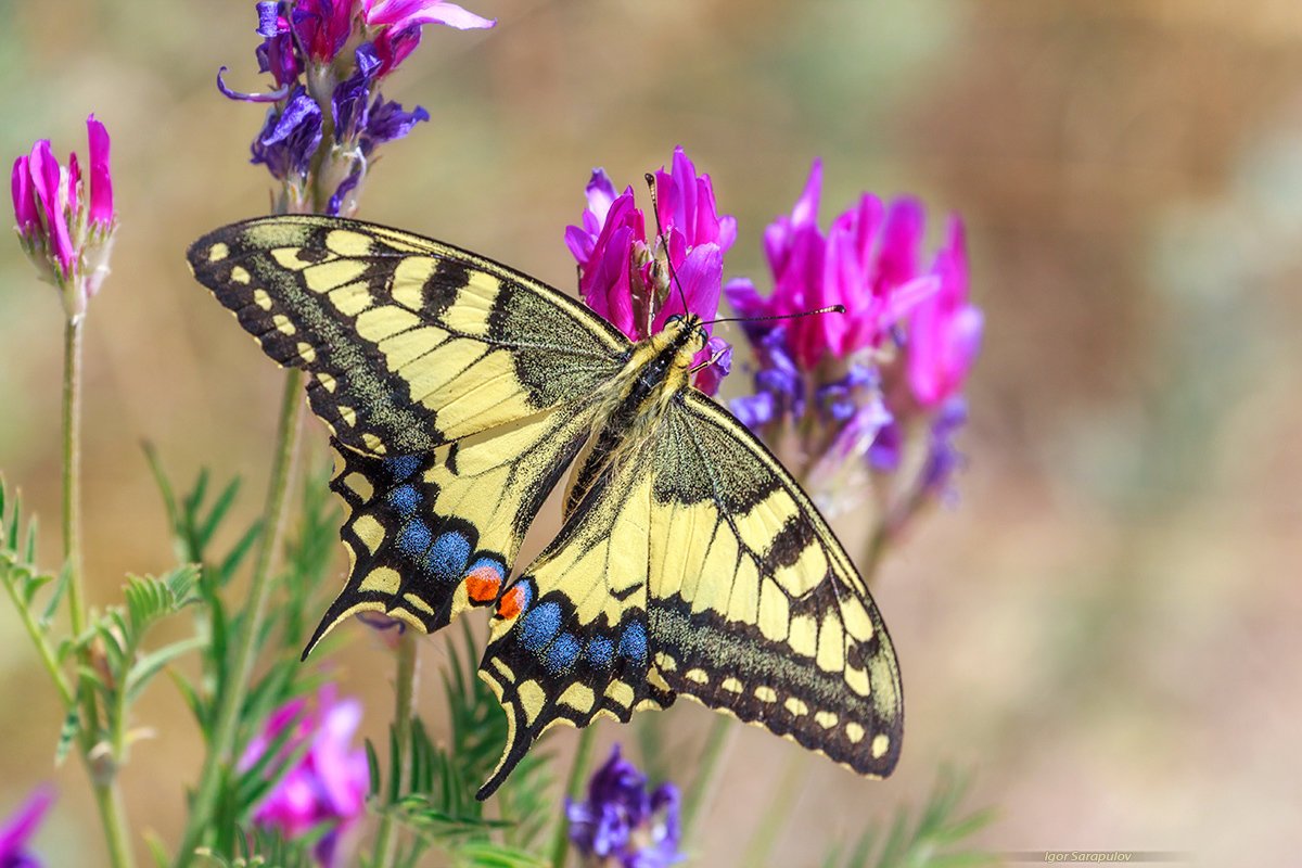 Махаон дневная бабочка
