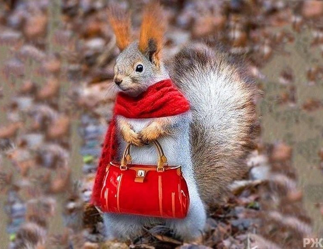 Белка в шарфике и с сумочкой