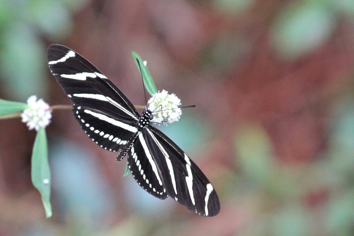 Бабочка Зебра