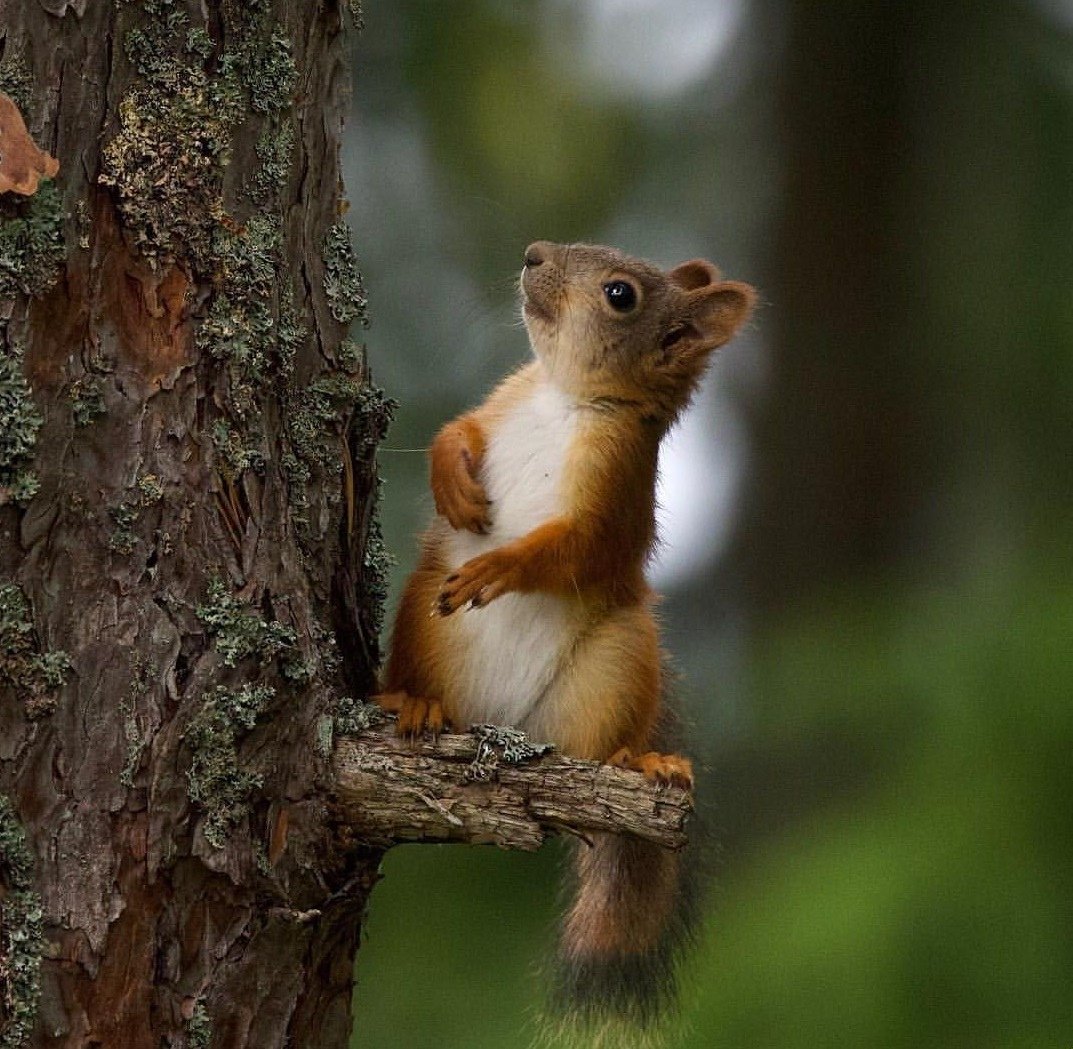 Дагестанская белка