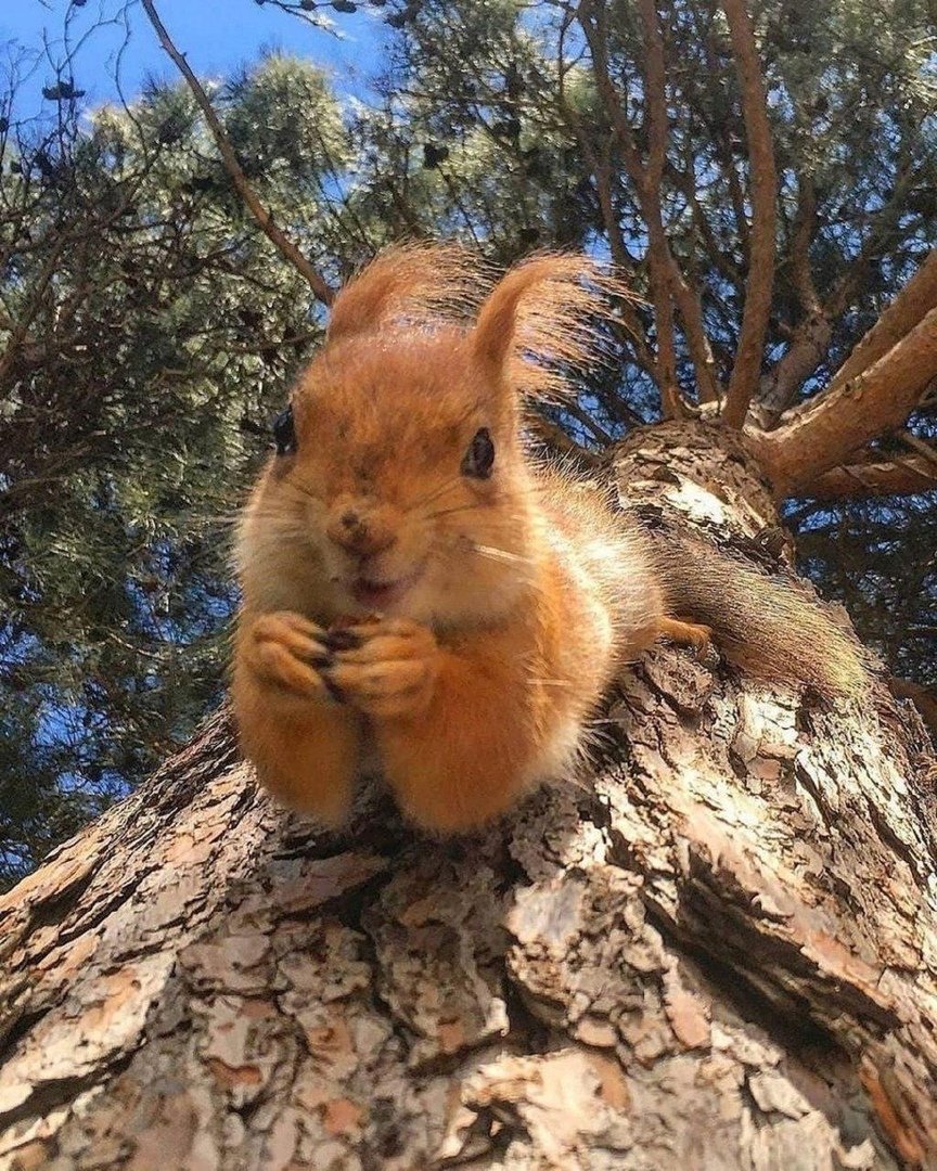 Гармония природы животные