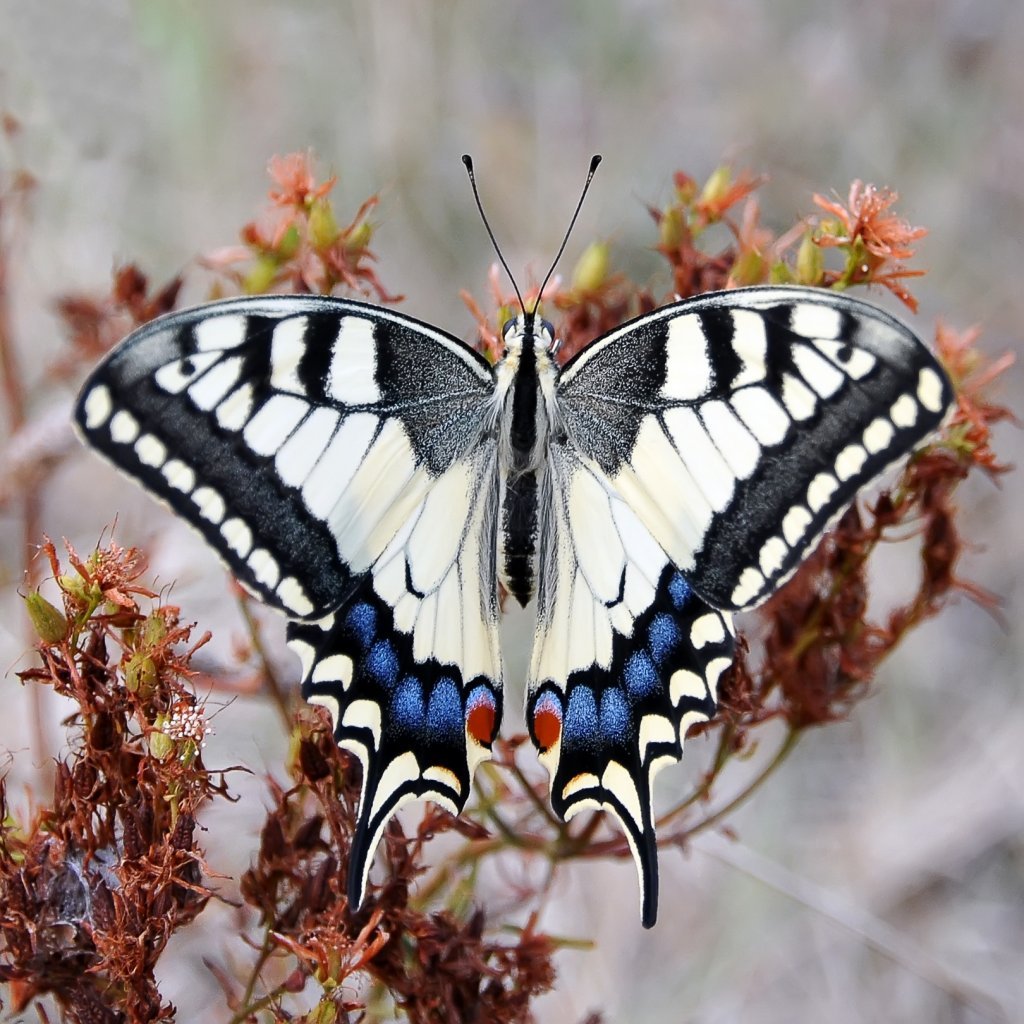 Limenitis archippus
