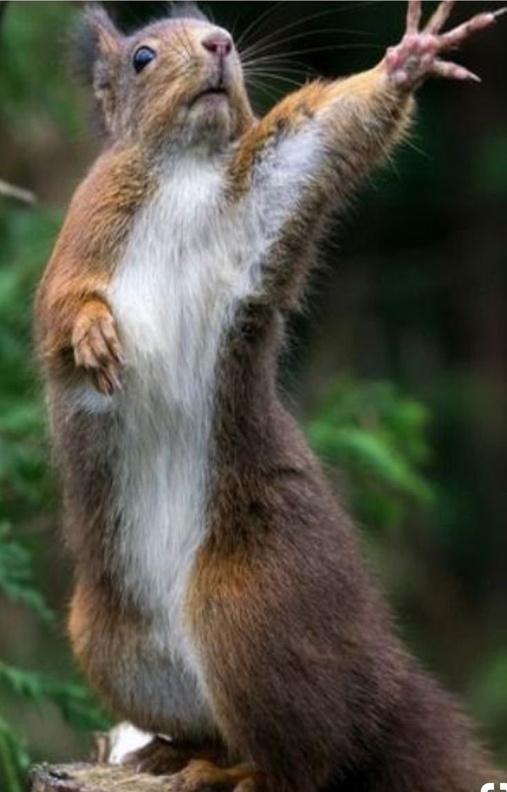 Животные и компьютер