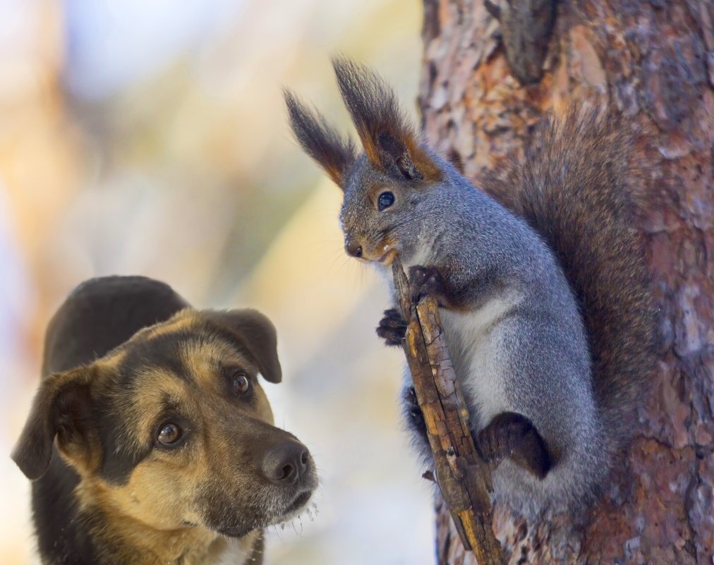 Любознательные животные