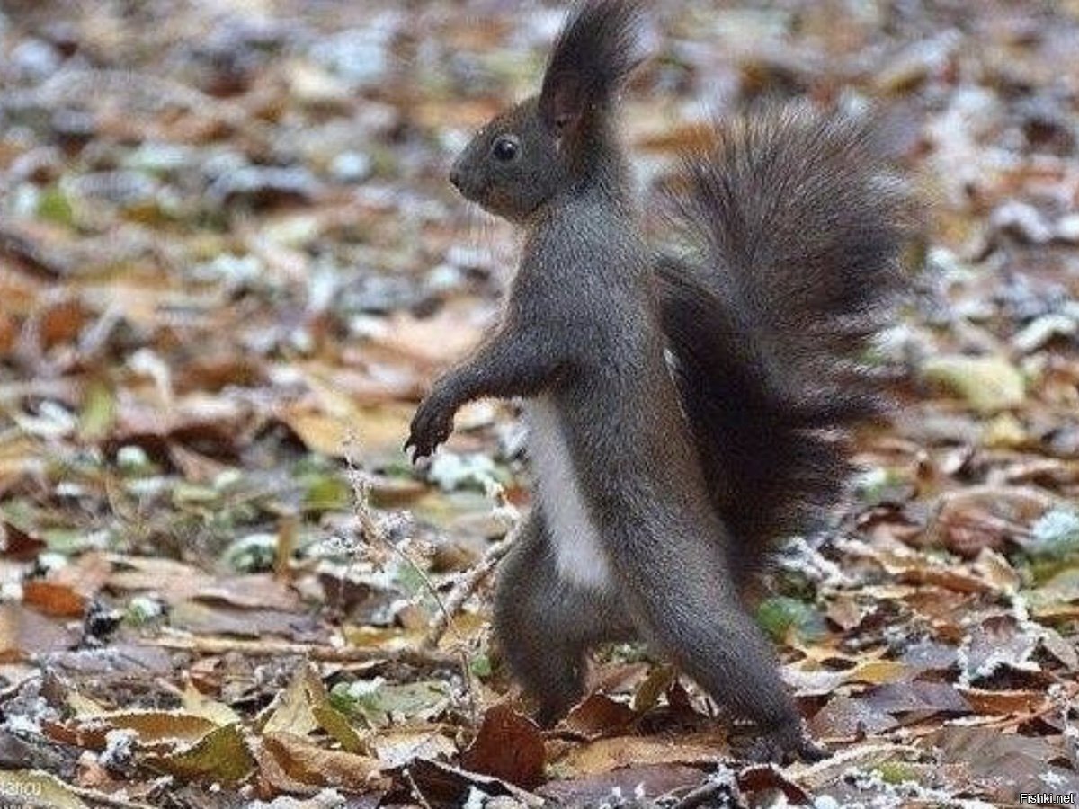 Белка с топором