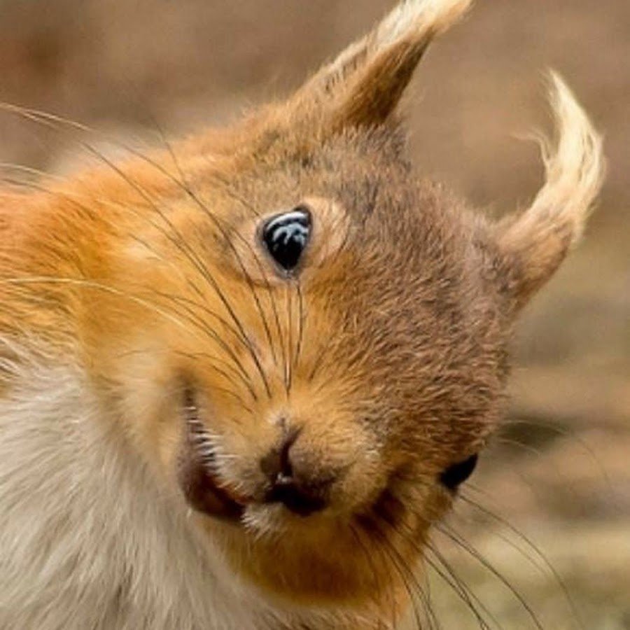 Белка очень удивлена