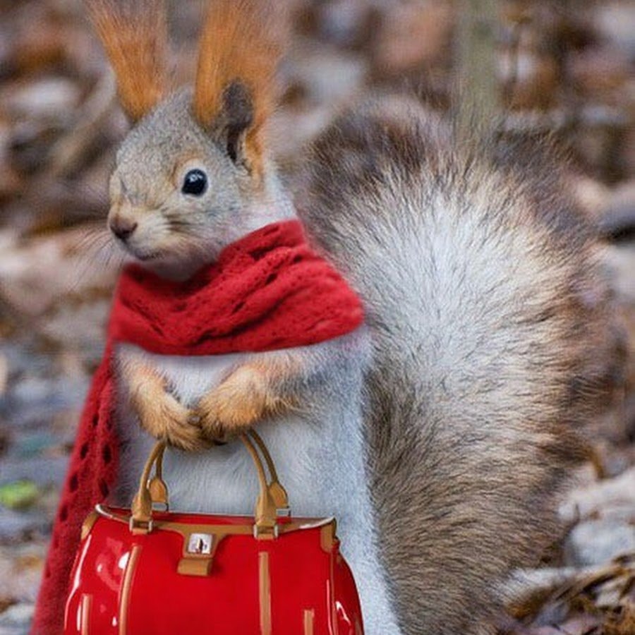 Демотиваторы с белками