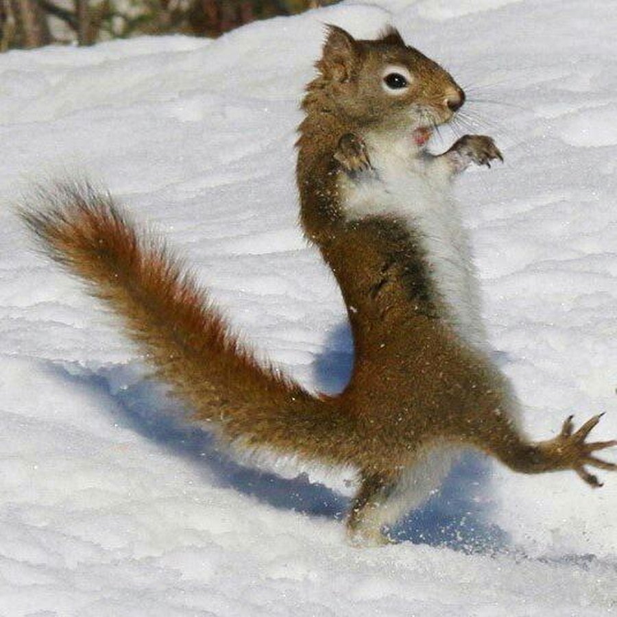 Орущая белка