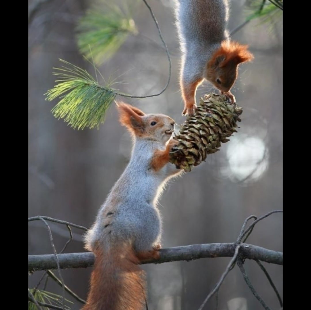 Белка курит