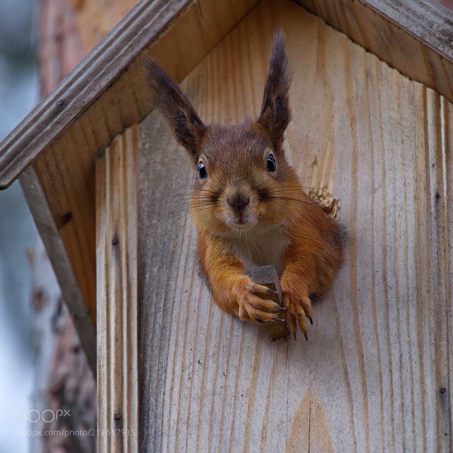 Счастливая Белочка