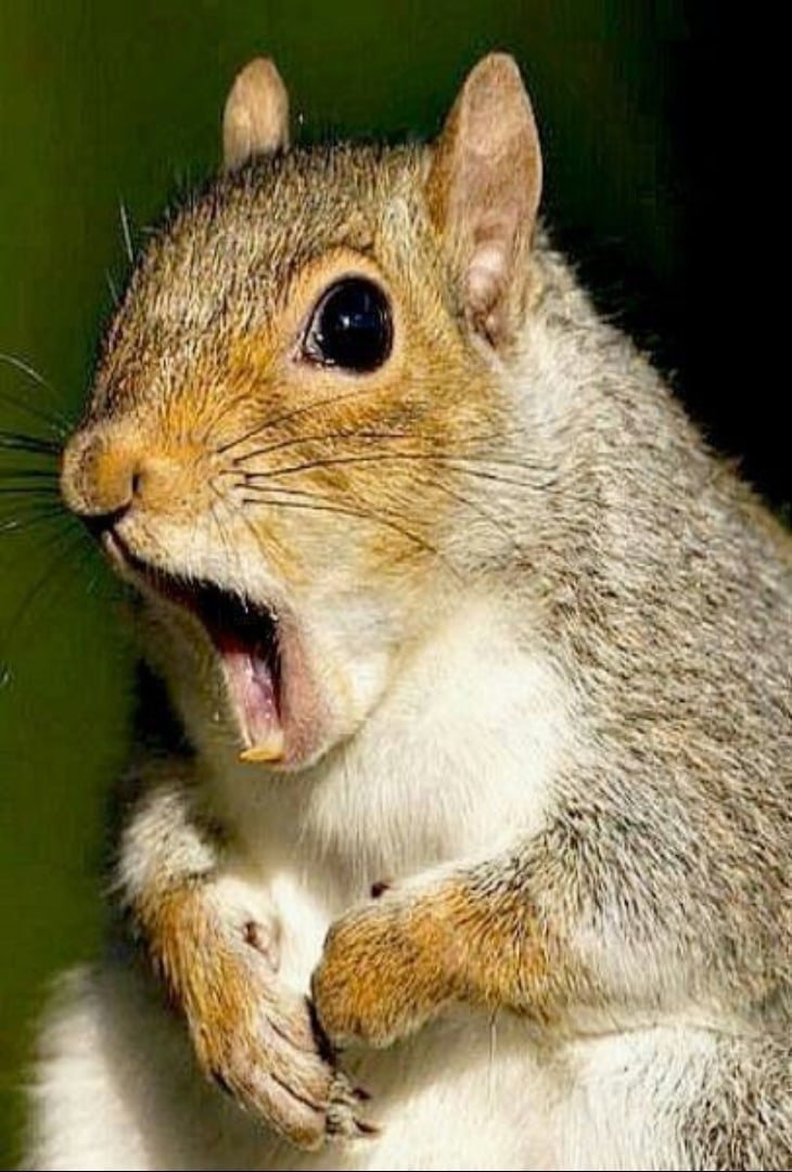 Тупая белка