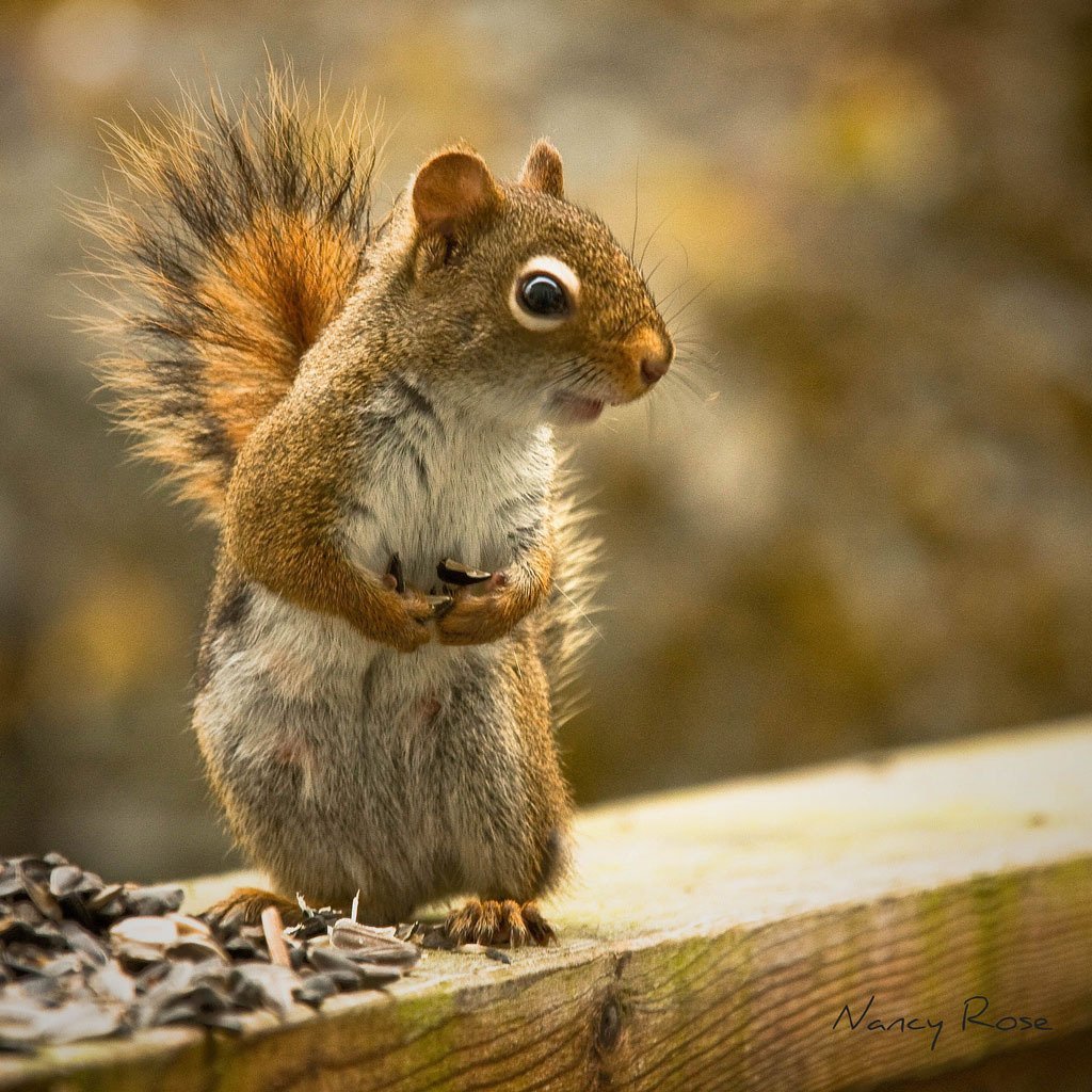 Белка прыгает