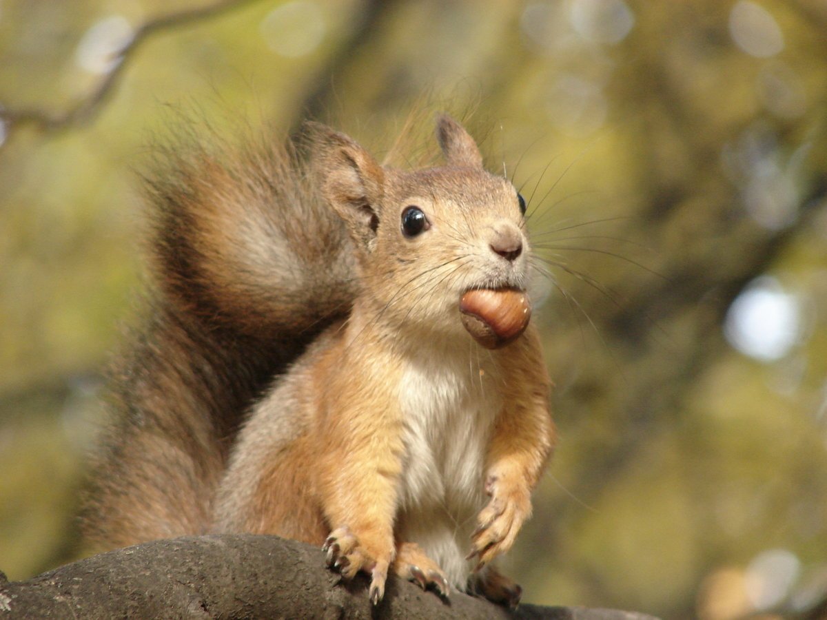 Какого цвета белка