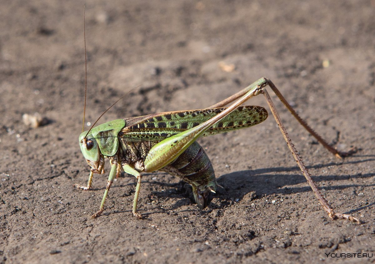 Саранча Кузнечики отряд