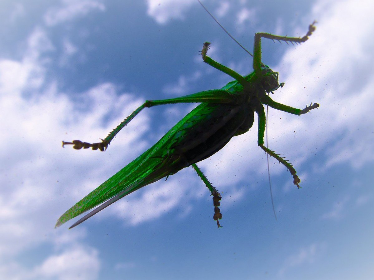 Летающий кузнечик