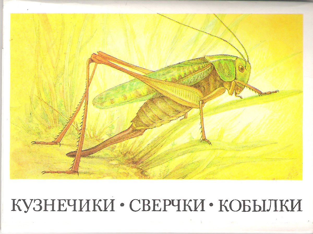 Сверчок и кузнечик