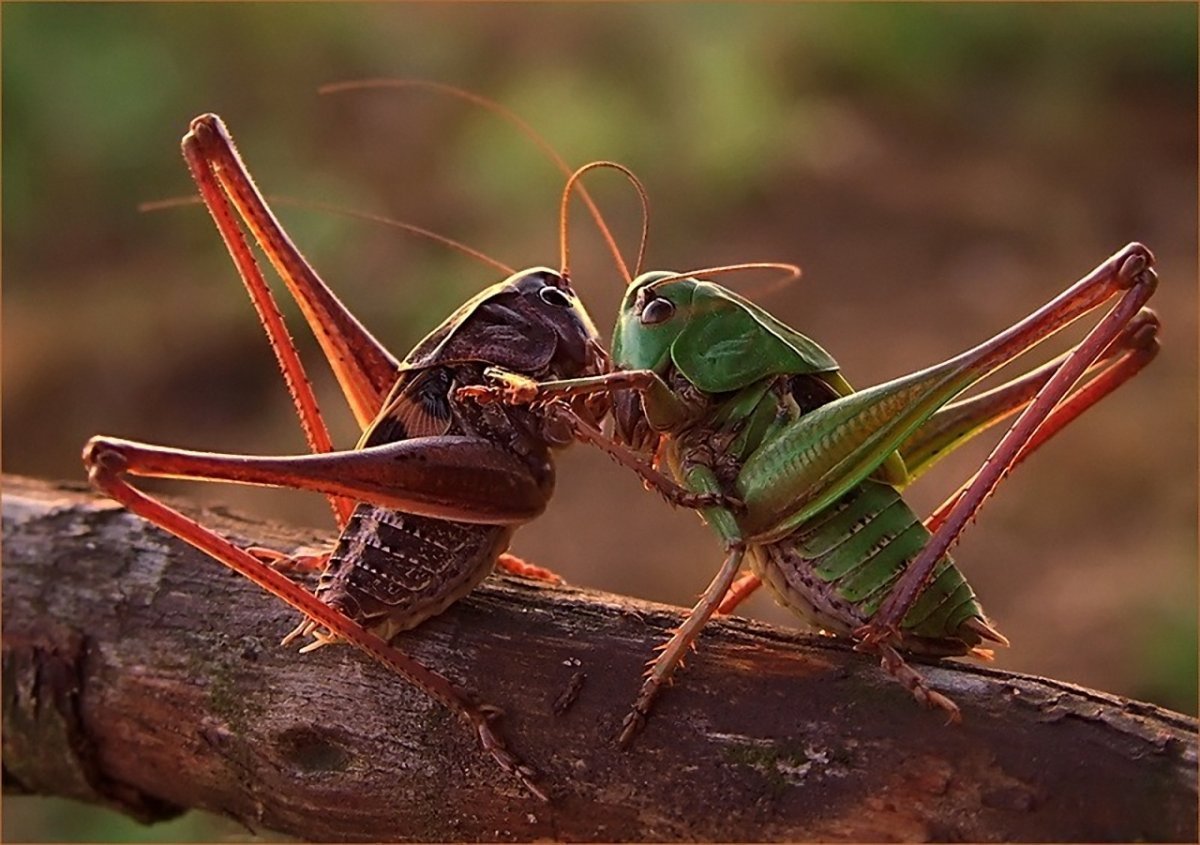 Малазийский богомол-Щитоносец