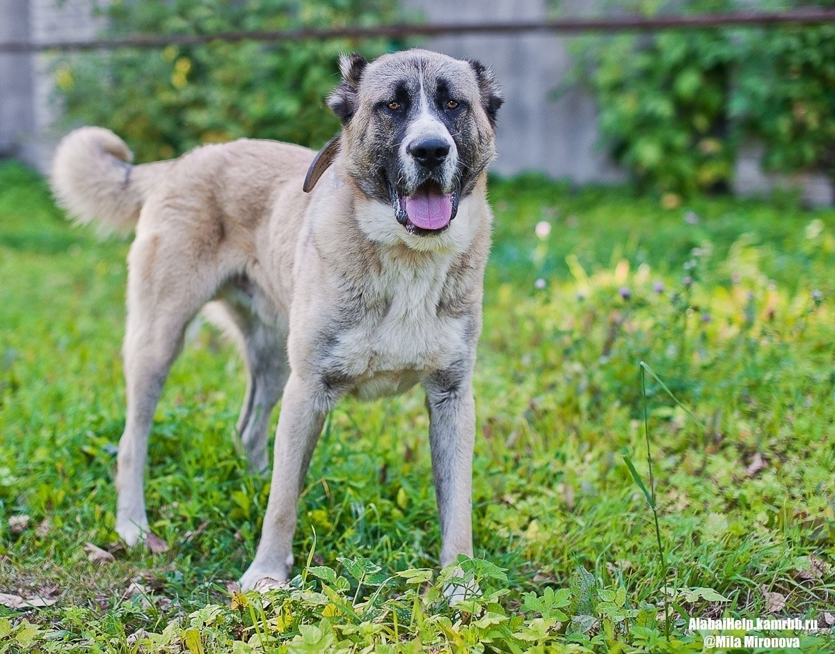 Среднеазиатская овчарка метис