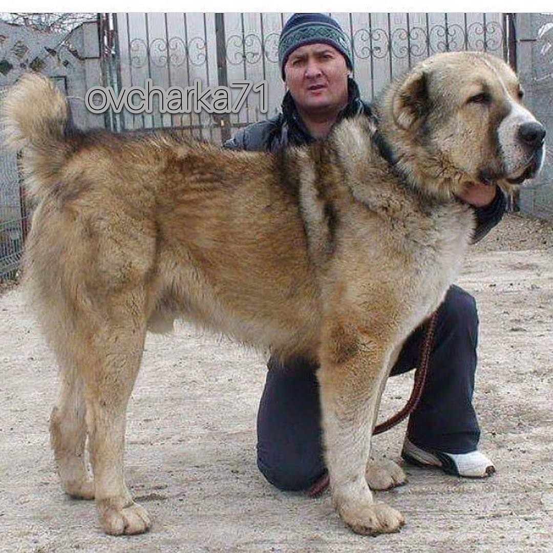 Тибетский алабай