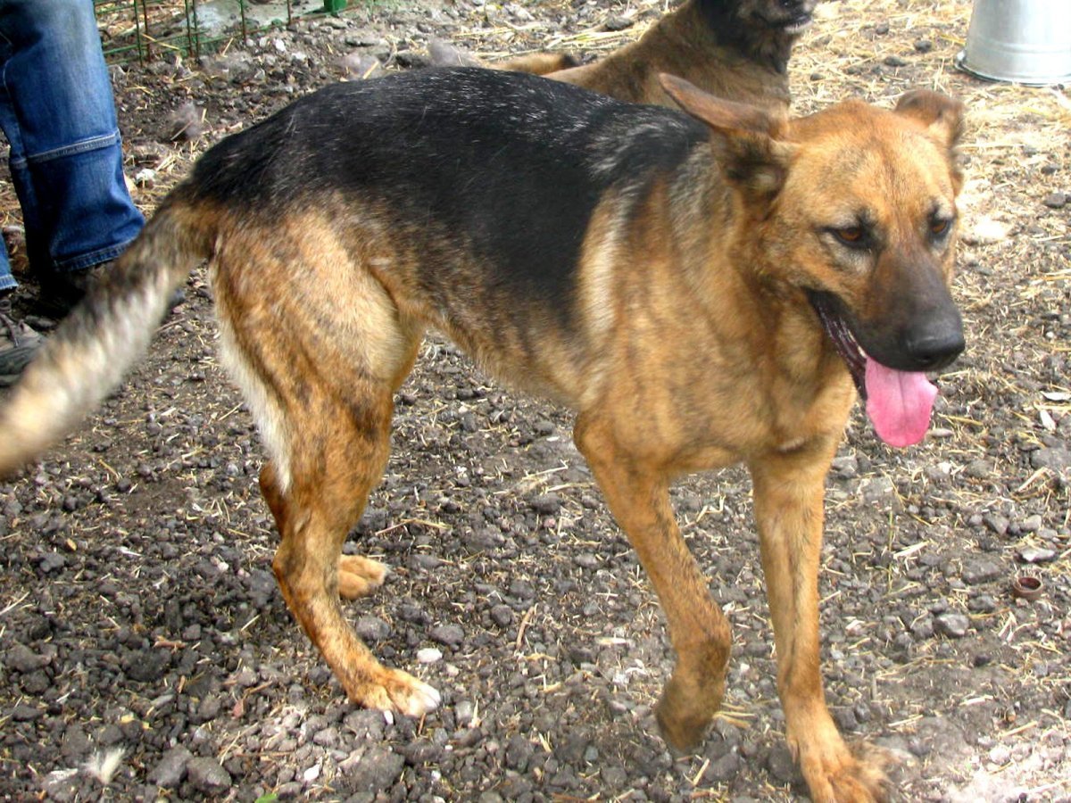 Метис гончей и борзой