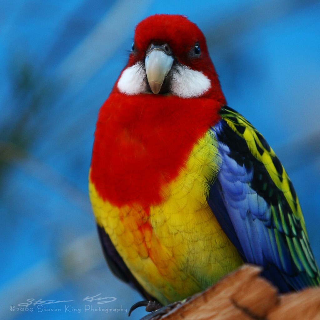 Попугай Розелла