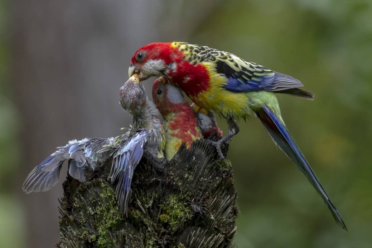 Попугай Розелла